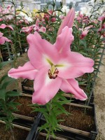 [4569 VH45 Carano No02.JPG]